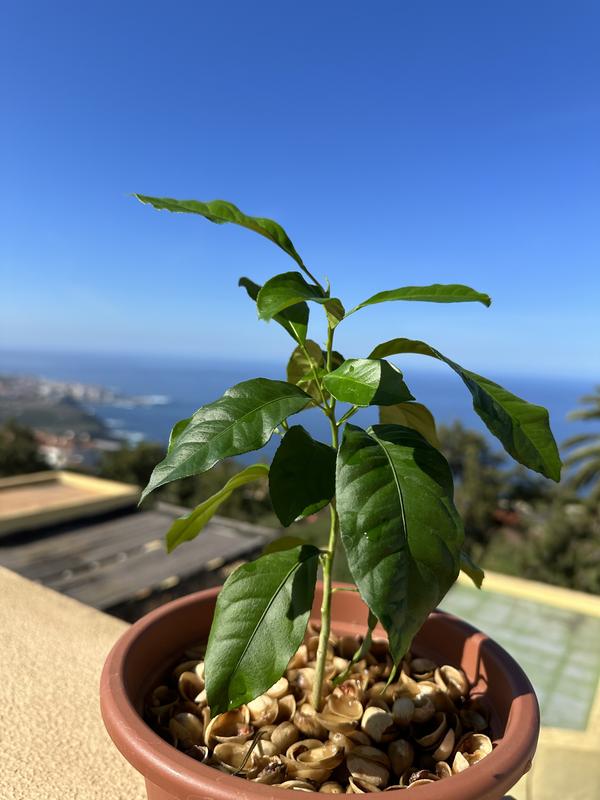 Abra o modal de avaliação 1 de 1