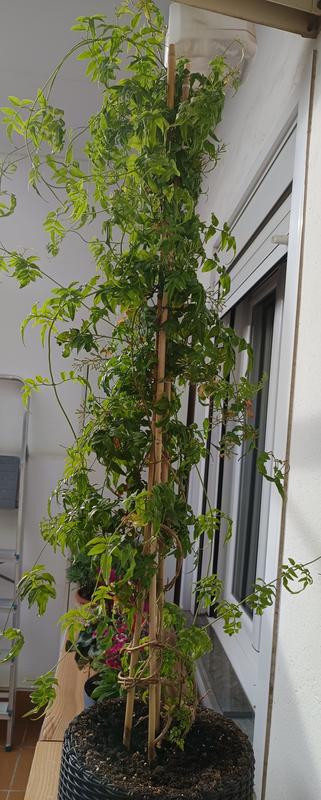 Abra o modal de avaliação 1 de 1