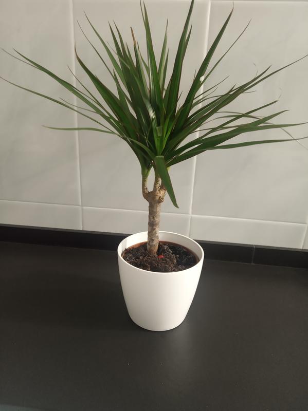 Abra o modal de avaliação 1 de 1