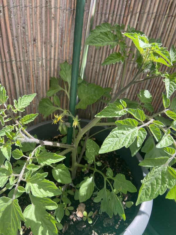 Abra o modal de avaliação 1 de 1