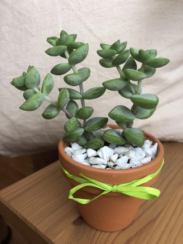 Abrir modal de revisión 1 de 1