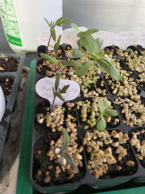 Abrir modal de revisión 1 de 1