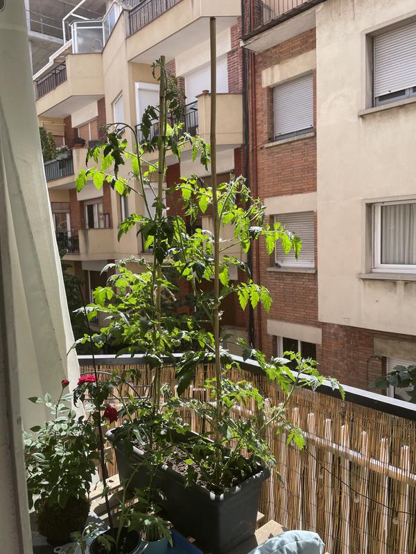 Abra o modal de avaliação 1 de 2