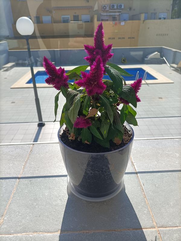 Revisione aperta modale 1 su 1