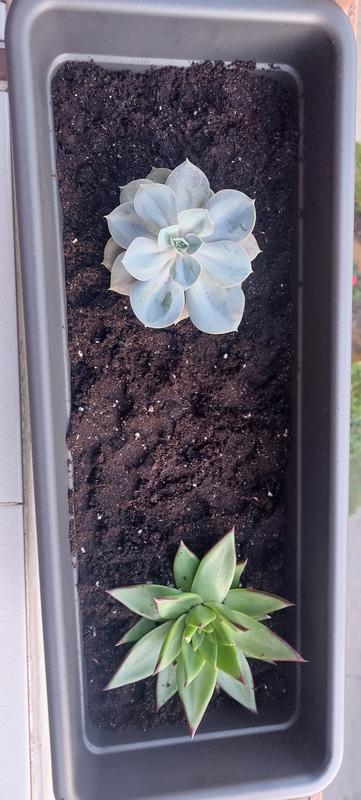 Abrir modal de revisión 1 de 1