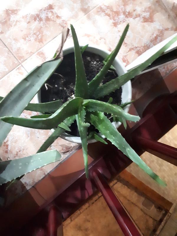 Abrir modal de revisión 4 de 5