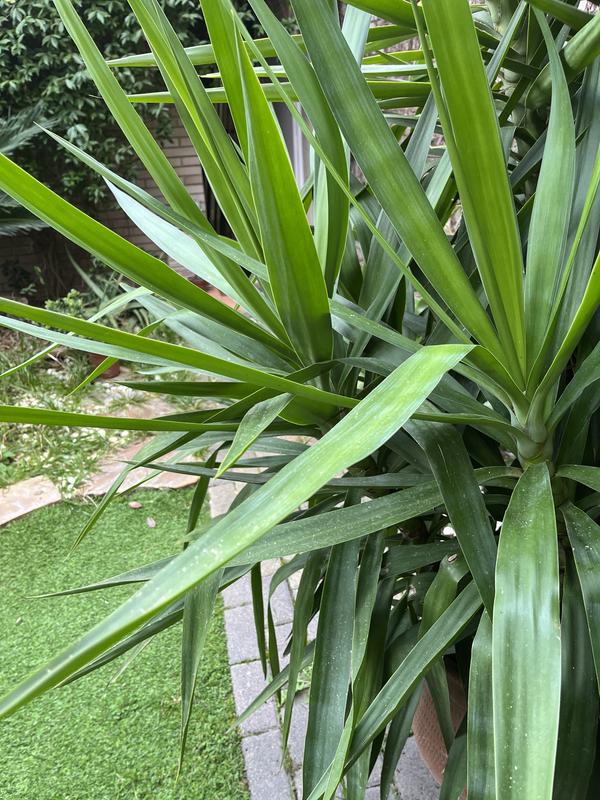 Abrir modal de revisión 1 de 2