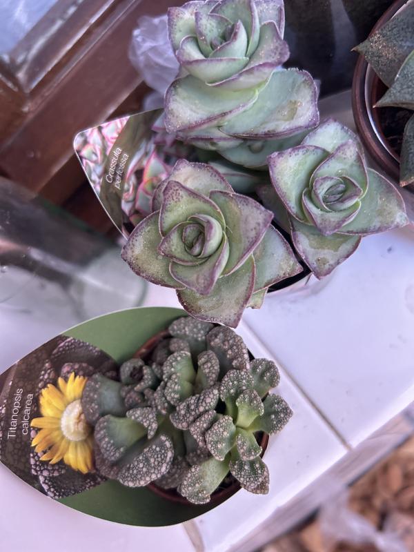 Revisione aperta modale 1 su 1