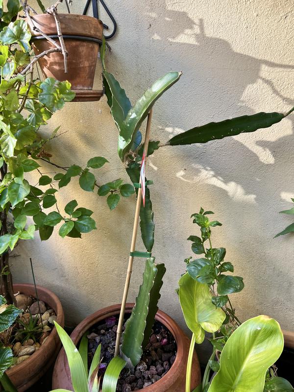 Abra o modal de avaliação 2 de 2