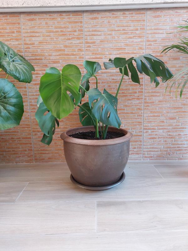 Abrir modal de revisión 1 de 1