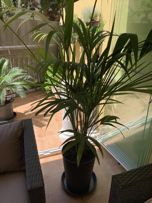 Abrir modal de revisión 1 de 2