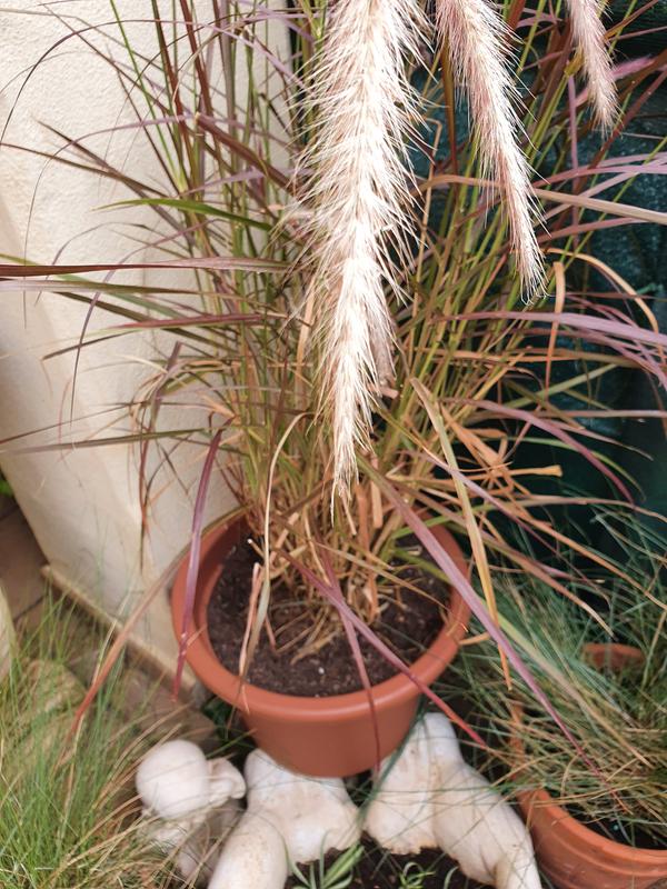 Abra o modal de avaliação 1 de 2