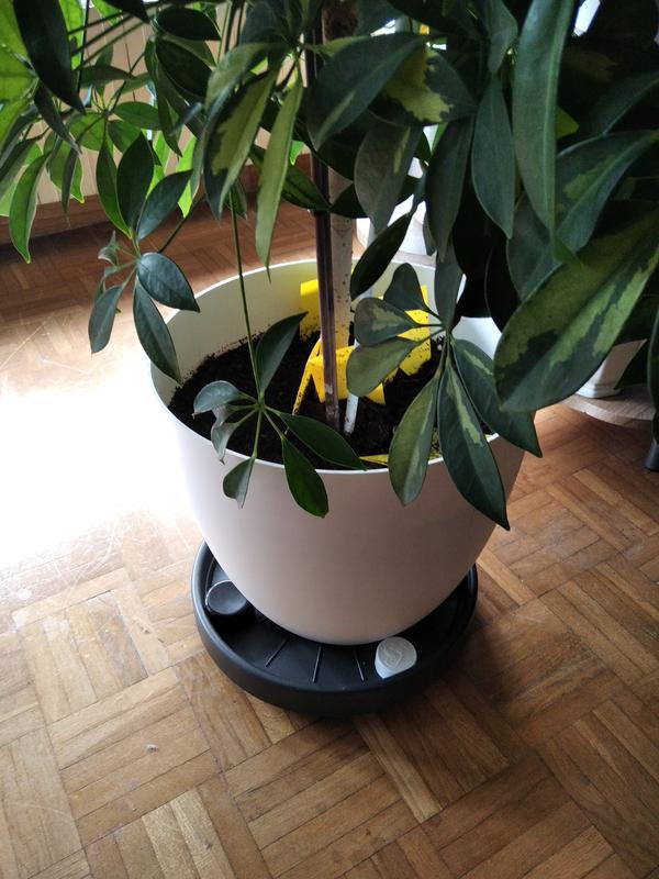 Abrir modal de revisión 1 de 1