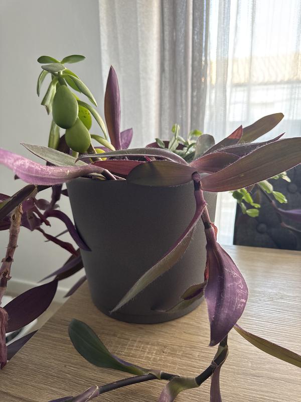 Abrir modal de revisión 1 de 1