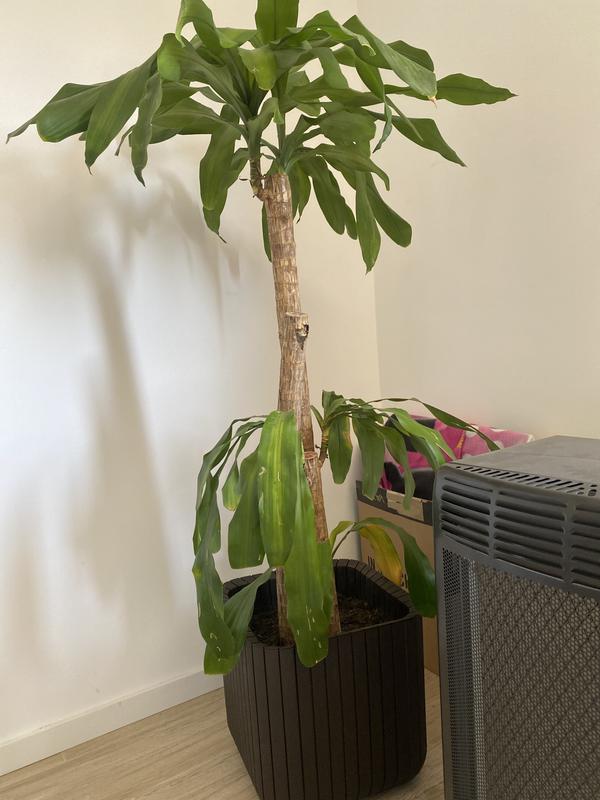 Abrir modal de revisión 1 de 1