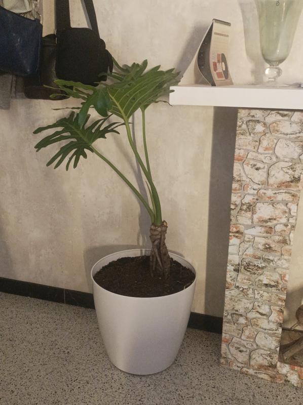 Abrir modal de revisión 1 de 1