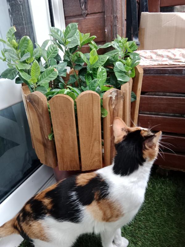 Abrir modal de revisión 1 de 1