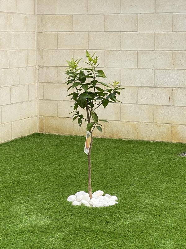 Abrir modal de revisión 1 de 1