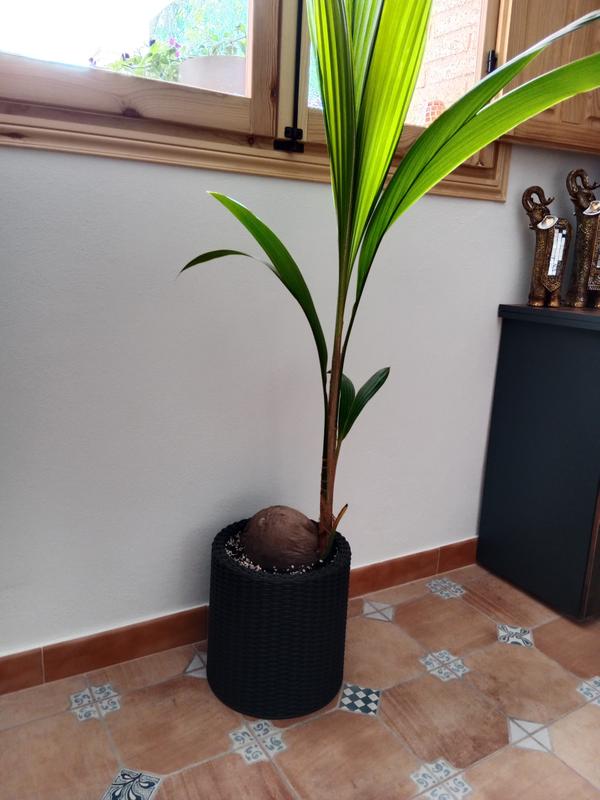 Abrir modal de revisión 1 de 1