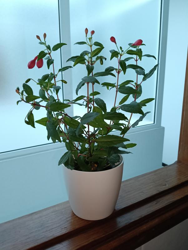 Abrir modal de revisión 1 de 1