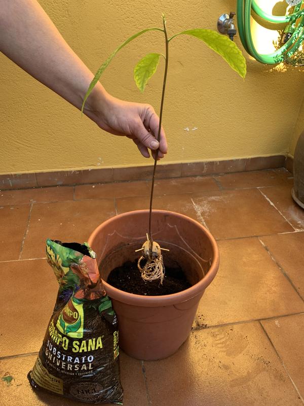 Abrir modal de revisión 1 de 2