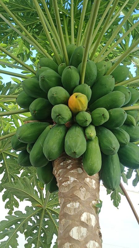 Abrir modal de revisión 1 de 2