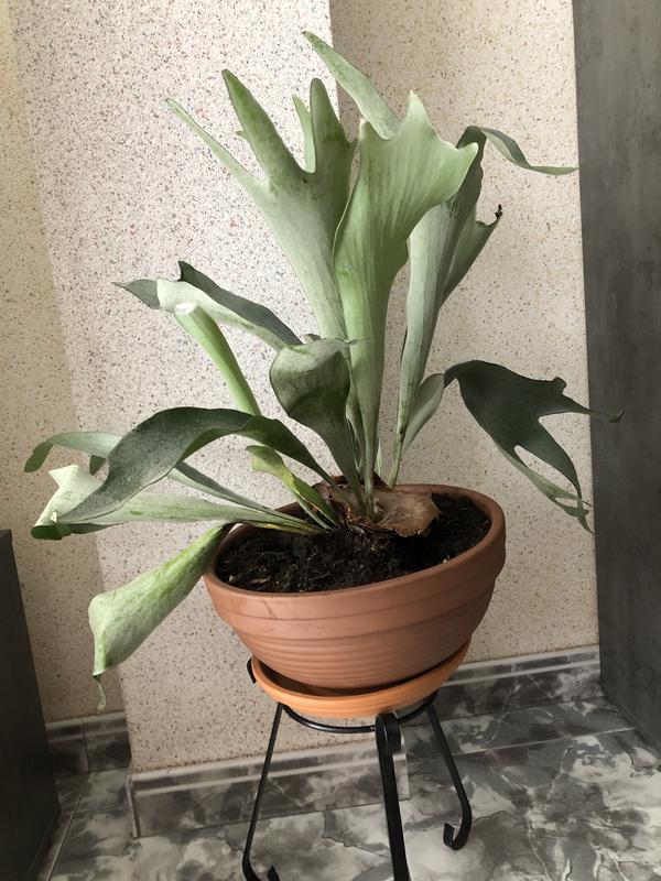 Abrir modal de revisión 1 de 1