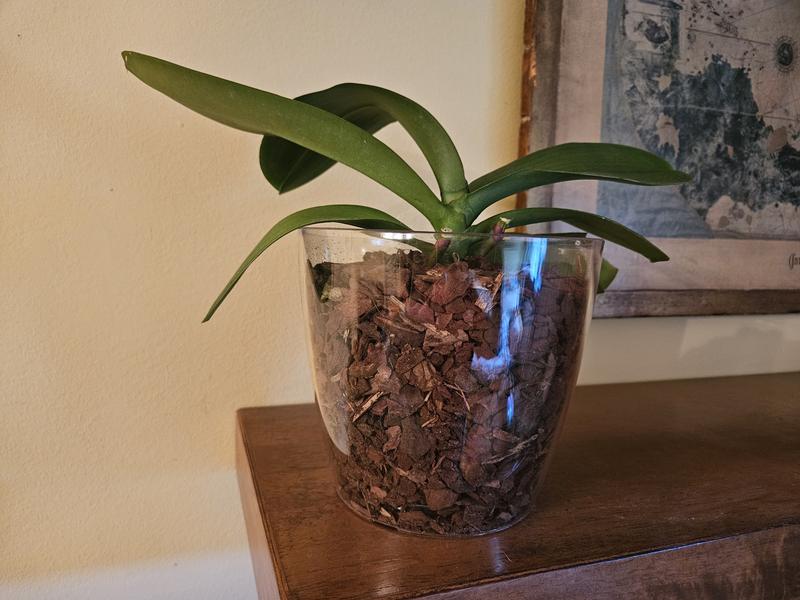 Abrir modal de revisión 2 de 2