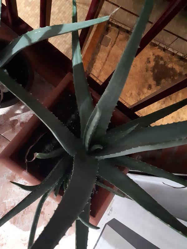 Abrir modal de revisión 2 de 5