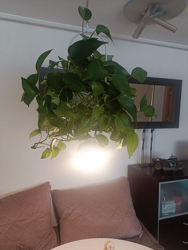 Abrir modal de revisión 2 de 2