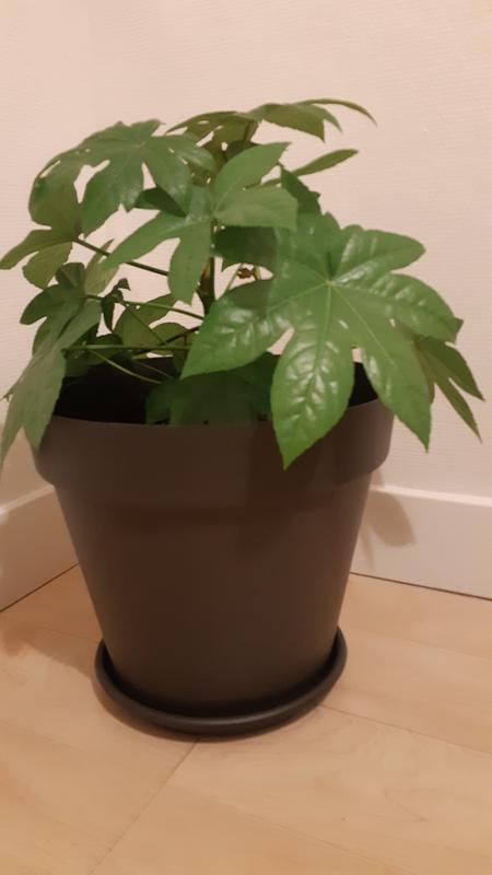 Abrir modal de revisión 1 de 1