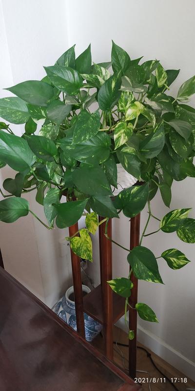 Abrir modal de revisión 1 de 4