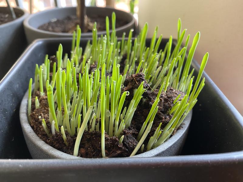 Abrir modal de revisión 1 de 1