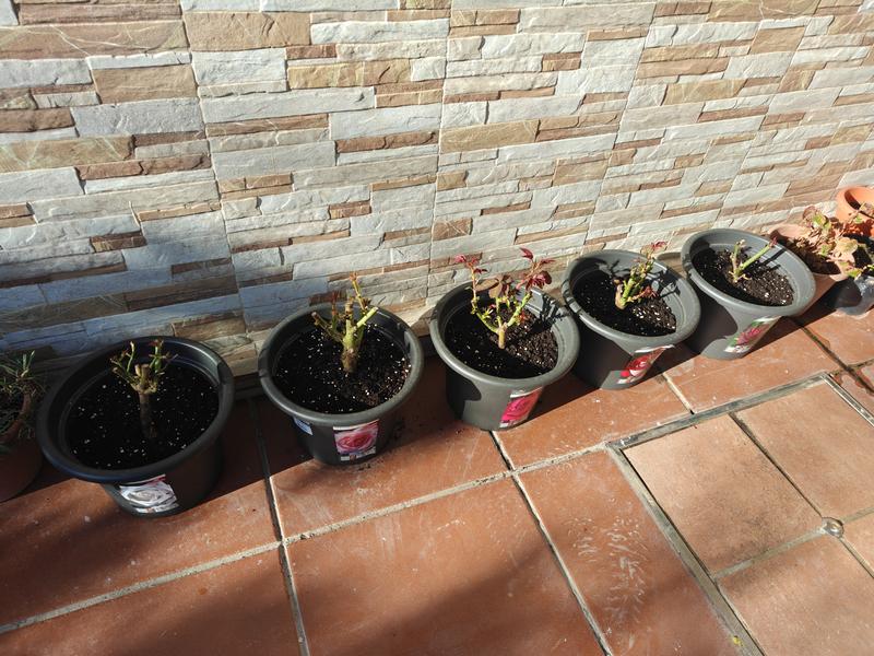 Abrir modal de revisión 1 de 1