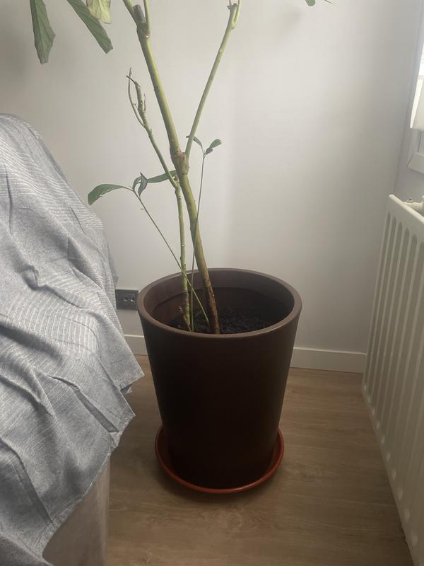 Abrir modal de revisión 1 de 1