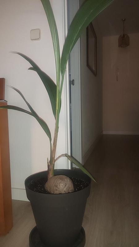 Abrir modal de revisión 1 de 1