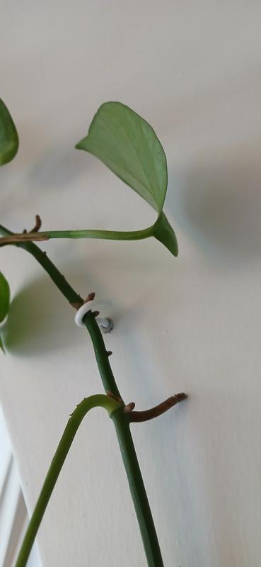 Ouvrir la fenêtre modale de l'avis 1 sur 1