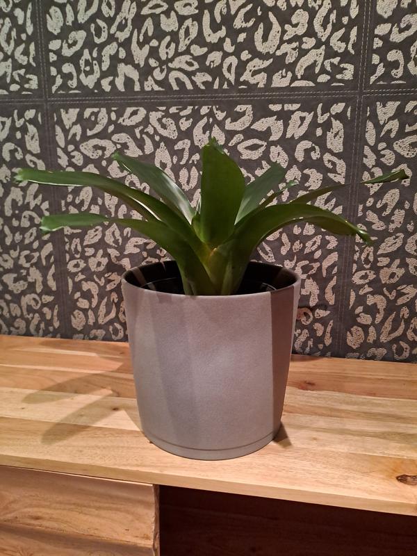 Abrir modal de revisión 1 de 2