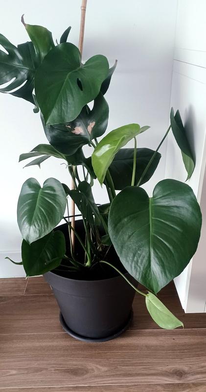 Abrir modal de revisión 1 de 1