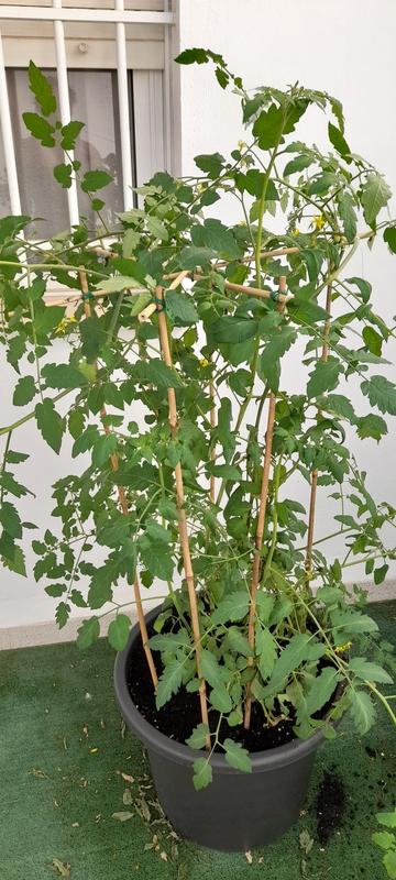 Abra o modal de avaliação 2 de 3