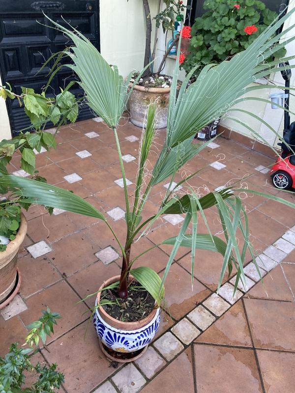 Abrir modal de revisión 1 de 1