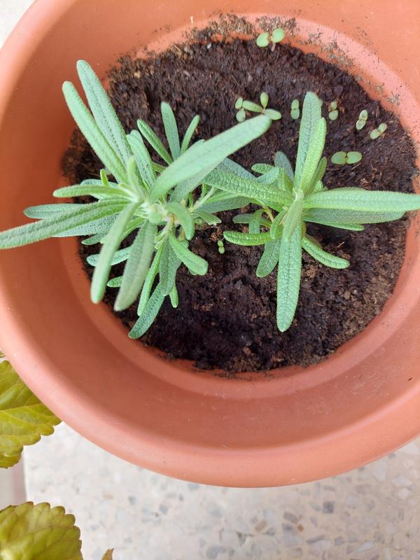 Abrir modal de revisión 1 de 1