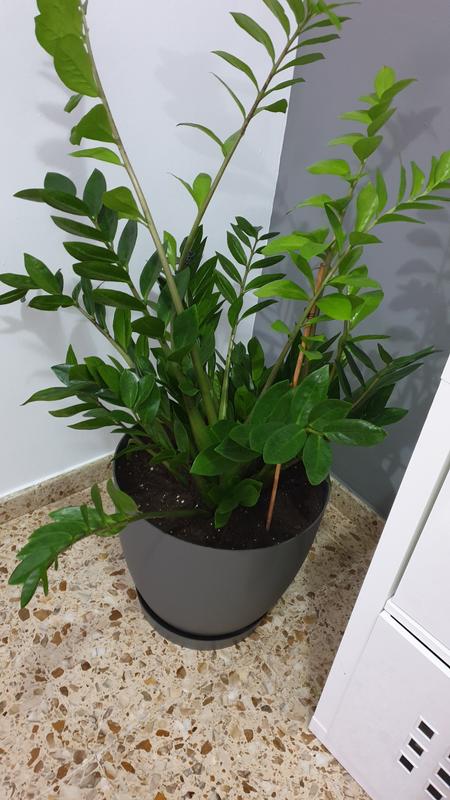 Abra o modal de avaliação 1 de 1