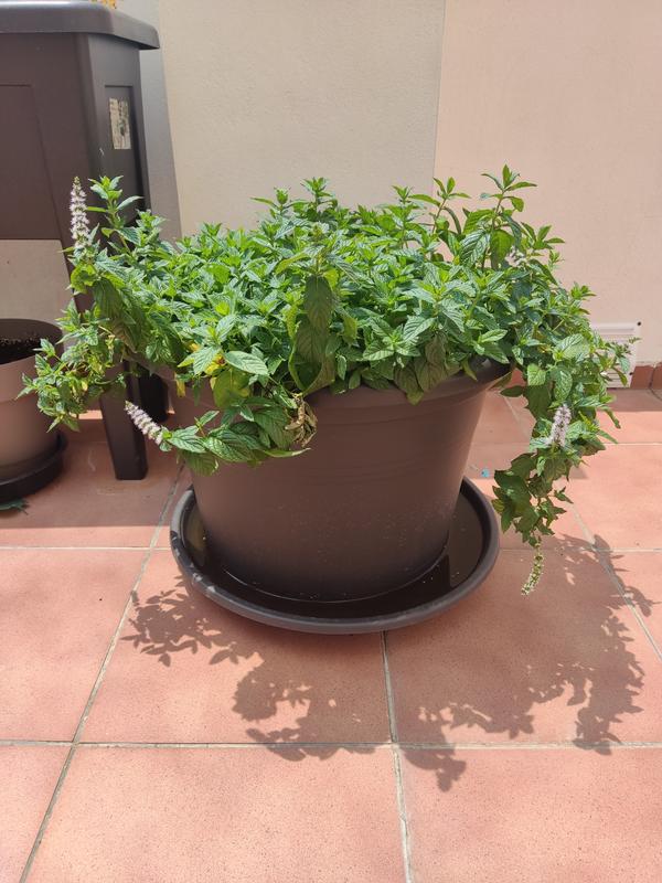 Abra o modal de avaliação 1 de 1