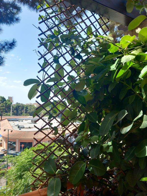 Abra o modal de avaliação 1 de 1