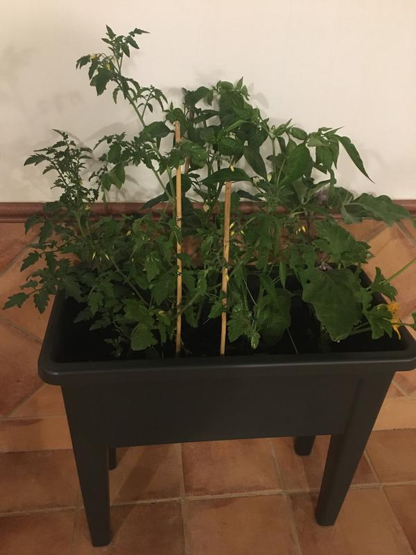 Abra o modal de avaliação 2 de 2