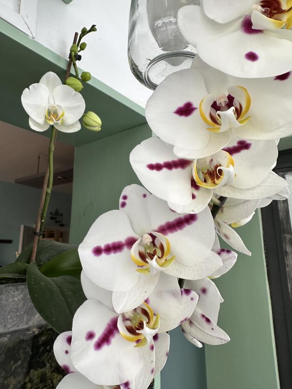 Abrir modal de revisión 1 de 1