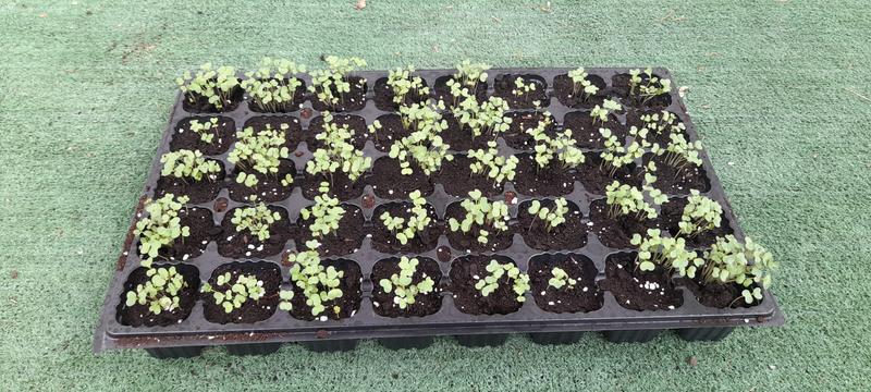 Abrir modal de revisión 1 de 1