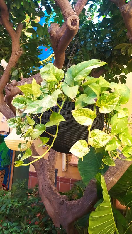 Abra o modal de avaliação 1 de 1