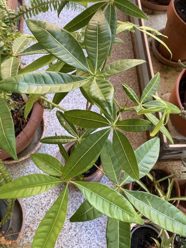 Abrir modal de revisión 1 de 1